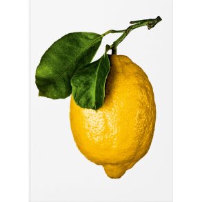 New Mags Coffee Table Book The Gourmand's Lemon A Collection of Stories and Recipes